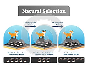 Natural selection vector illustration. Explained scheme with life evolution