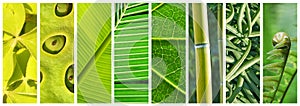 Natural Shades of green panoramic collage, green in nature concept