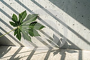 Abstract light and shadow of leaf on grey background