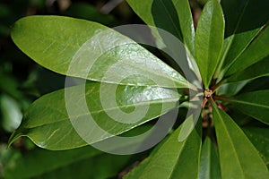 Natural shiny leaves background