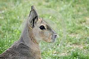 Natural shot of detail of Patagonian Mara animal head - Dolichotis patagonum - with nice blurry grass background