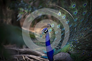 Natural shot of indian peacock with beautiful tail plumage