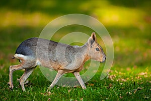 Natural shot of Patagonian Mara animal Dolichotis patagonum with nice blurry sunny background