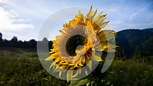 Sunflower on the meadow in nature. Slovakia