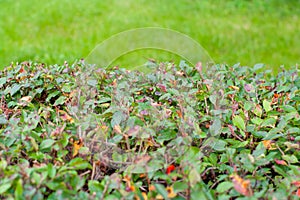 Natural shrub fence and fresh spring grass for display montages. Selective focus