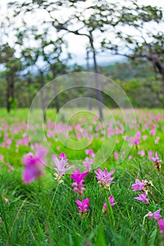 Natural Siam Tulips in the mist at the forest