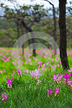 Natural Siam Tulips in the mist at the forest