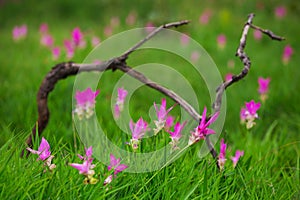 Natural Siam Tulips in the mist at the forest