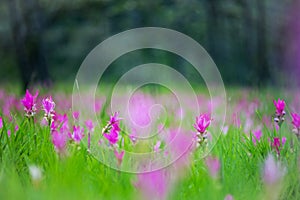 Natural Siam Tulips in the mist at the forest