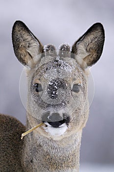 Natural sigar in its mouth