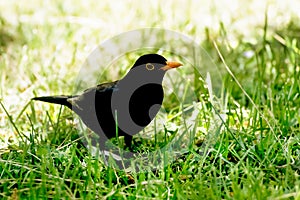 Natural singer Blackbird, Turdus Merula, Mirlo Komun, Tordo against the grass in summer photo