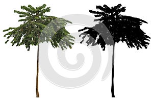 Natural slim high green leaves tree with black alpha mask isolated on white background