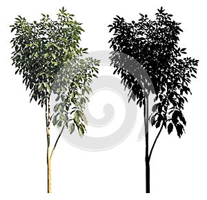 Natural slim trunk green leaves tree with black alpha mask isolated on white background