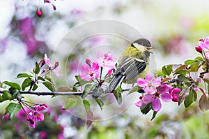 Natural with a small chickadee sitting on an Apple branch with pink flowers in a may Sunny garden