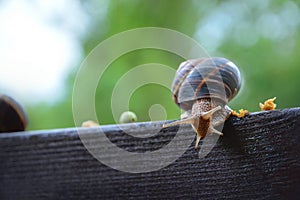 Natural Snail - Pure Wildlife