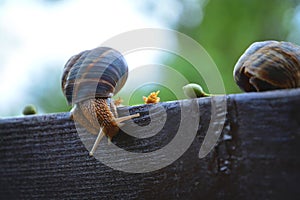 Natural Snail - Pure Wildlife