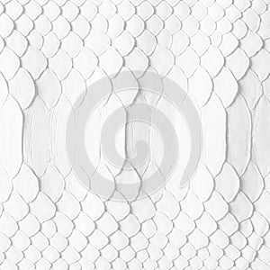 Natural snake skin as a background. white snakeskin texture