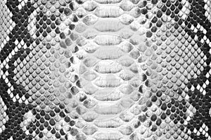 Natural snake skin texture, monochrome leather background