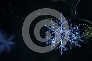 Natural snowflake close-up. Winter, cold. Christmas.