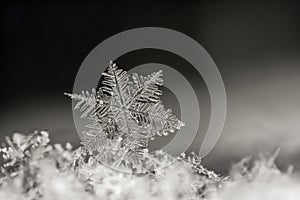 Natural snowflake close-up. Winter, cold.