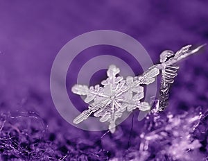 Natural snowflake on violet knitted background close-up