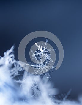 Natural snowflakes on snow, snow