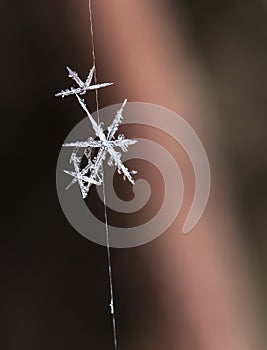 Natural snowflakes on snow, snow