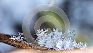 Natural snowflakes on snow, snow