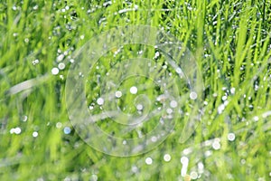 Natural soft grass background blurred Bokeh of dew, healthy green bio fresh tree, breeziness background, dew background, backgroun