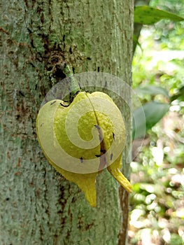 Natural soursop flower photo taken on the tree stem in sri lanka.