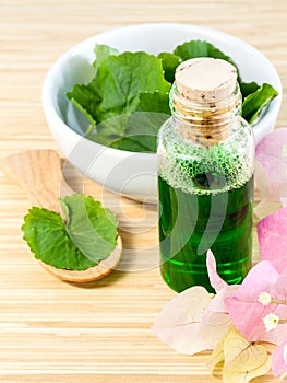 Natural Spa Ingredients . - Centella asiatica Urban, Asiatic Pe photo