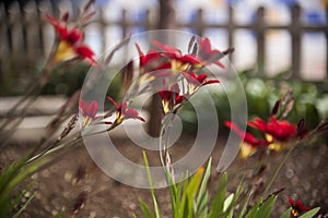 Natural sparaxis tricolor flower at garden