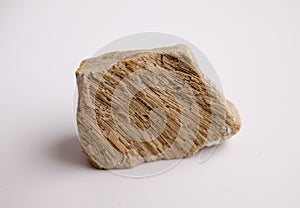 Natural specimen of foraminiferal ooze limestone - organogenic sedimentary rock photo