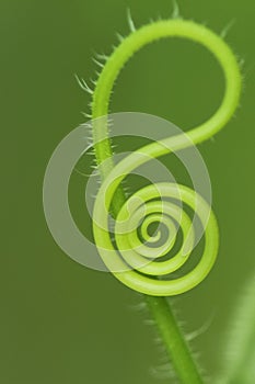 Espiral 