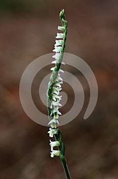Natural spiral of Autumn Lady`s Tresses orchid - Spiranthes spiralis