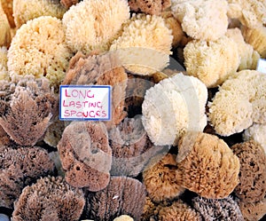 Natural sponges