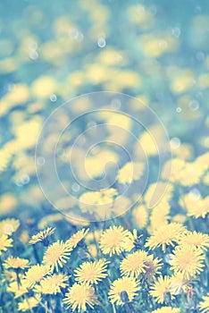 Natural spring background with blooming dandelions flowers.