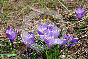 Natural spring background with purple crocuses. The first spring flowers came out of the ground before the grass.