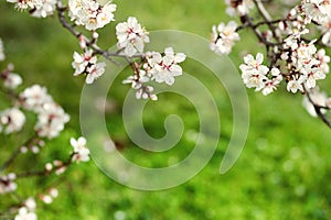 Natural spring background. Spring blossom background - abstract floral border of green leaves and white flowers