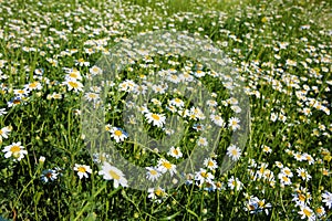 Natural spring daisy in the meadow photo