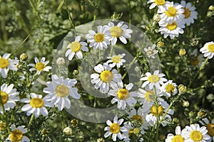 Natural spring daisy in the meadow