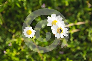 Natural spring daisy in the meadow