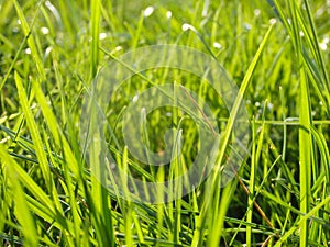 A natural spring garden background of fresh green grass. Fresh green grass background in sunny summer day in park