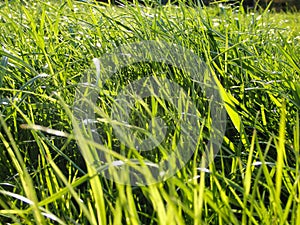 A natural spring garden background of fresh green grass. Fresh green grass background in sunny summer day in park