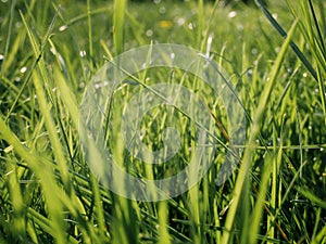 A natural spring garden background of fresh green grass. Fresh green grass background in sunny summer day in park