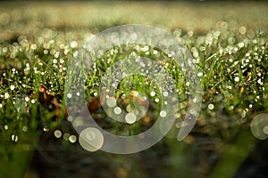 Natural spring green grass background with water dew droplets. Selective focus with background blur. Copy space