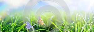 natural Spring or Summer Green Grass field with butterfly and sunny bokeh background