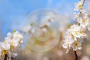 Natural spring texture of a flowering branch. Blossoms apple tree, pear in white closeup and copy space. Congratulation card and f