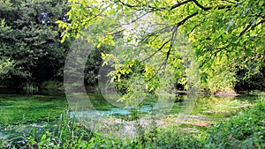 Natural Spring Water And Green Wetland With Clear Underwater