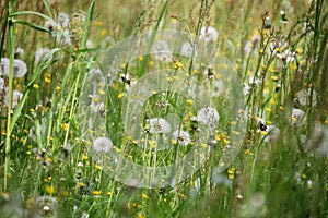 Natural spring wild meadow with dandelions